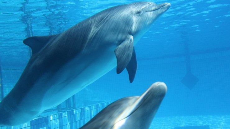 Дельфины под водой в бассейне