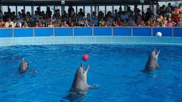 Шоу-программа с дельфинами